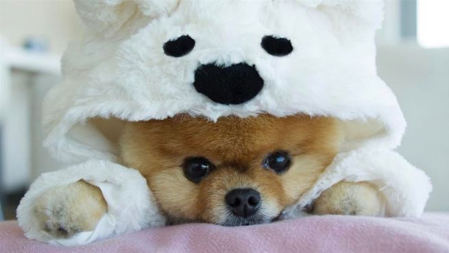go to Happy Birthday, Jiffpom