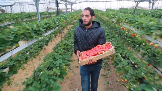 go to Das rote Gold: Erdbeer-Revolution in Gaza