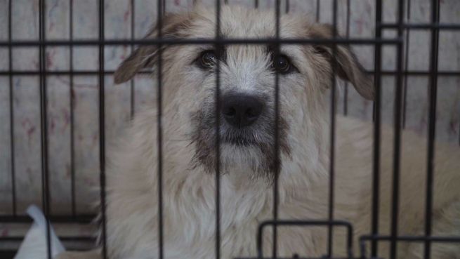 go to Mutig: Yana rettet Straßenhunde vor dem Todesschwadron